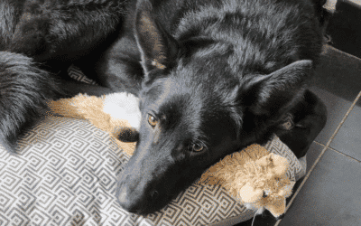 Handicap et capacités à être responsable d’un être vivant – Adoption d’un chien